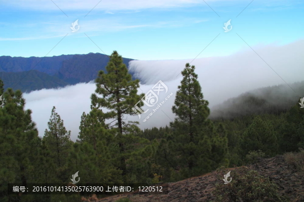 山