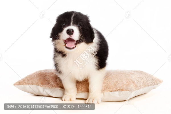 小狗