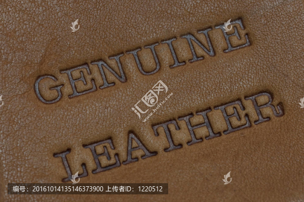 真皮