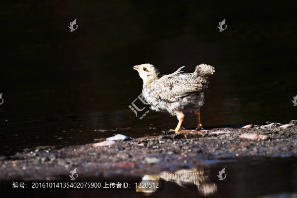 野生鳥(niǎo)類(lèi)