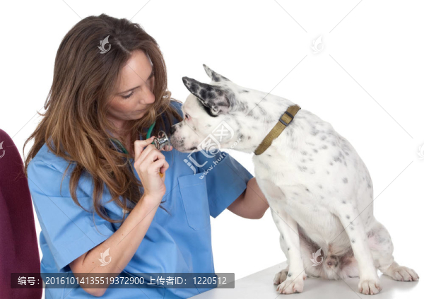 獸醫(yī)與狗的審查