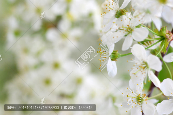 春暖花開(kāi)