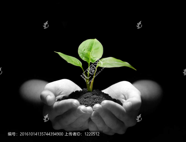 植物在手