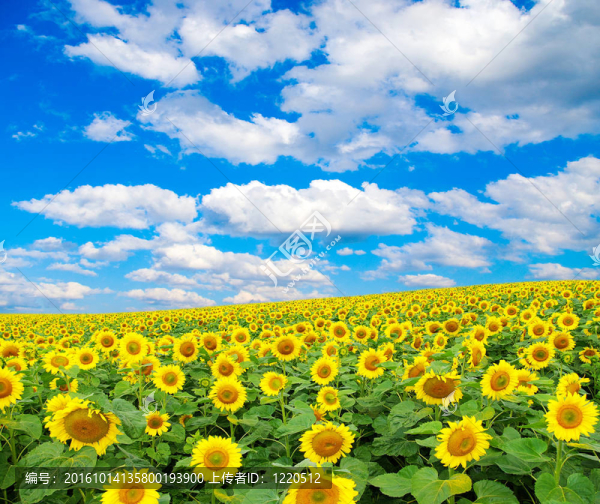 向日葵花田