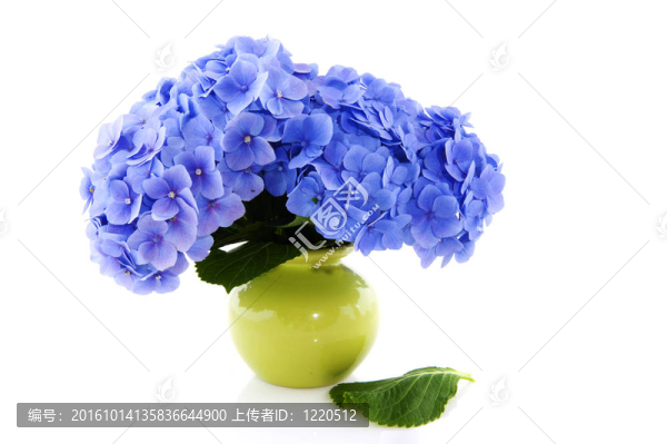 花瓶中的藍(lán)色繡球