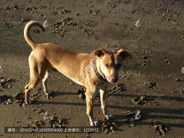 狗