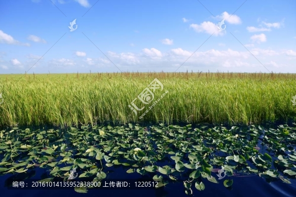 佛羅里達州沼澤濕地的綠色植物的地平線的藍天；自然
