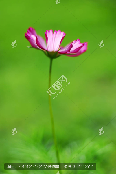 孤立的宇宙之花