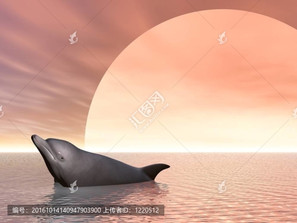 海豚