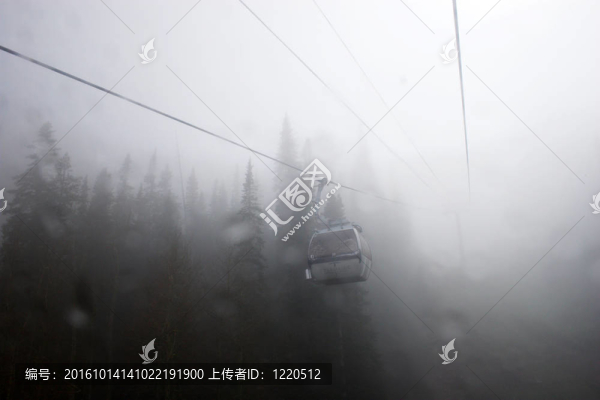 視圖的樹林