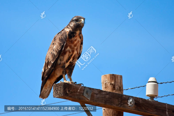 豺狼禿鷹