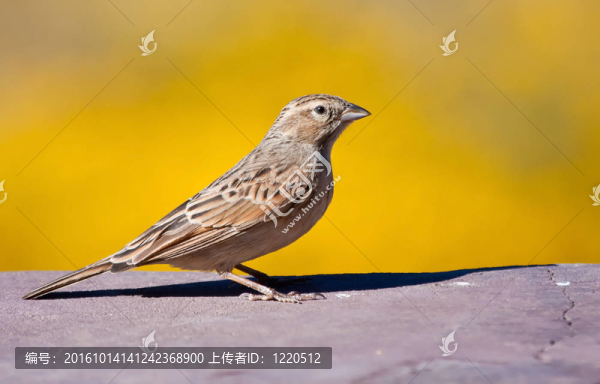 云雀像彩旗坐在黃色背景的陽(yáng)光