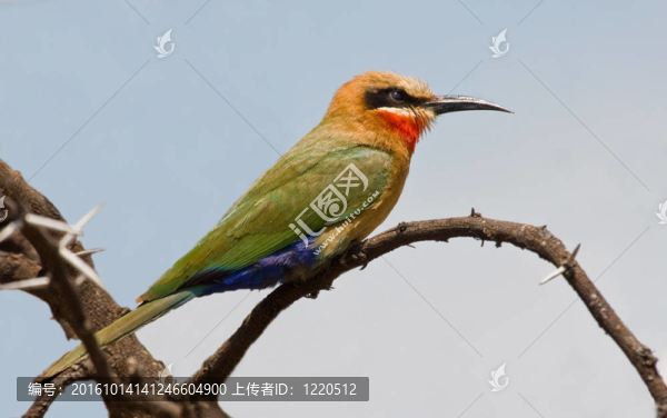 白喉蜂虎