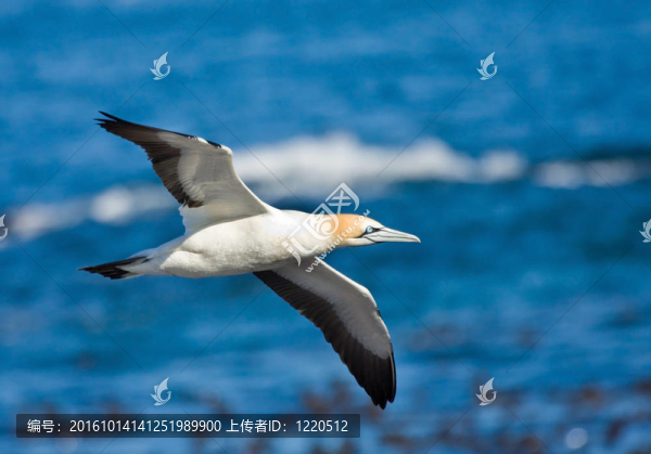 海角塘鵝
