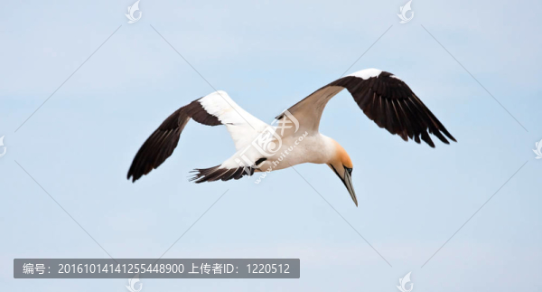 海角塘鵝