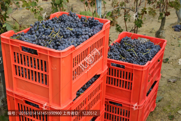 內(nèi)比奧羅葡萄紅盒子
