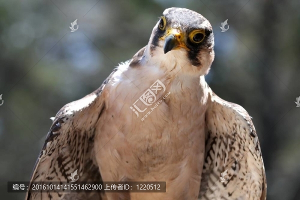 蘭納堡猛禽鳥