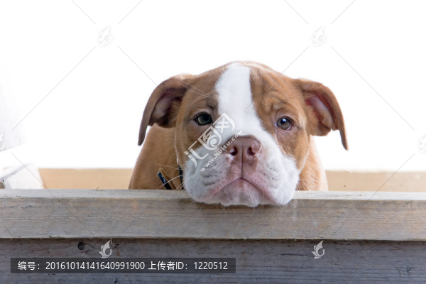 小狗拳擊手休息