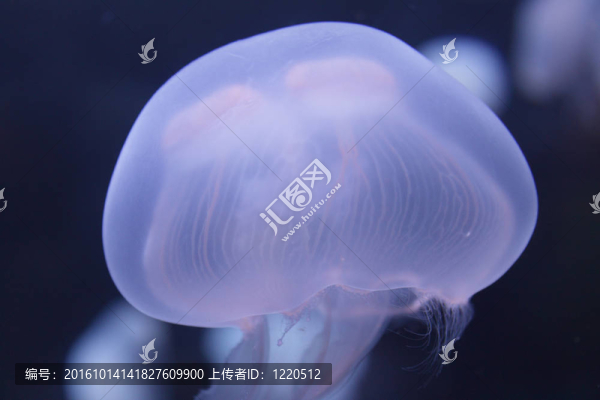 在深藍(lán)色的背景藍(lán)色的水母特寫照片