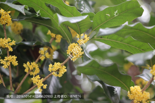 桂花