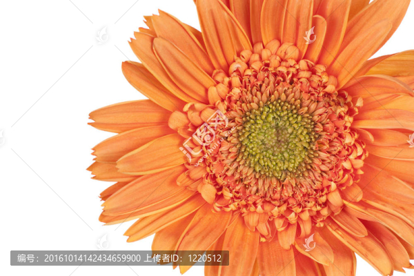 Orange,Gerber,Daisy（太陽(yáng)）