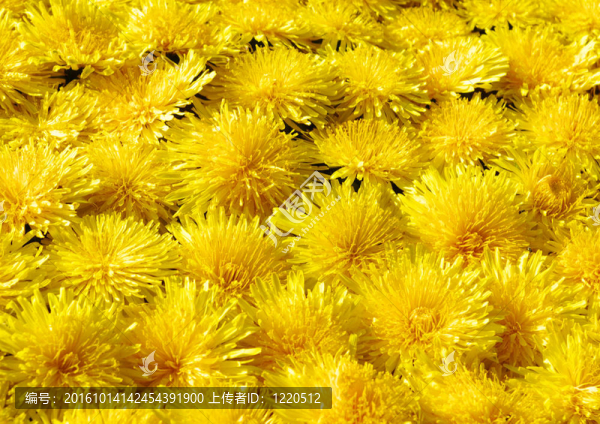 蒲公英花