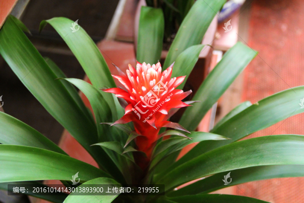 觀賞花卉