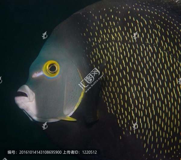 法國(guó)神仙魚