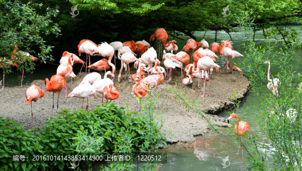 火烈鳥