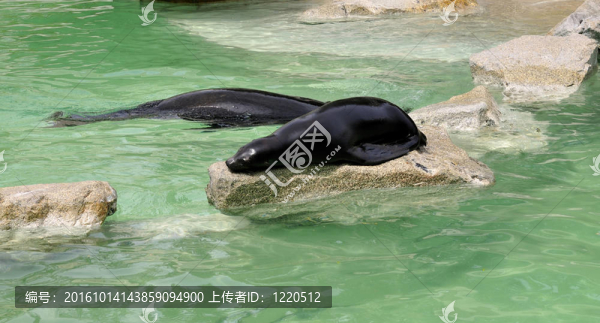 海豹