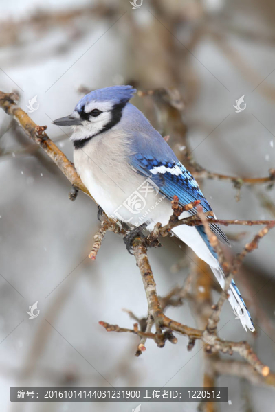 藍(lán)色Jay,In,Snow