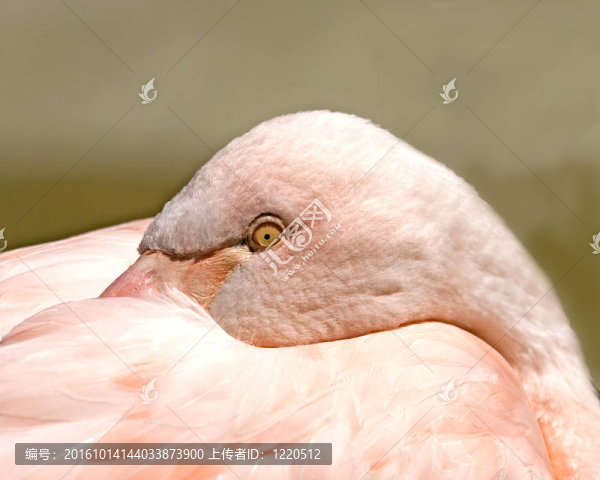 火烈鳥(niǎo)