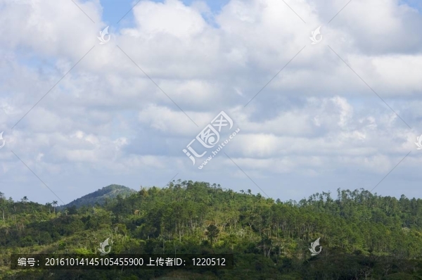 雨林