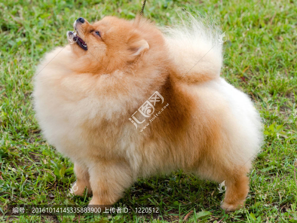 博美犬斯皮茨