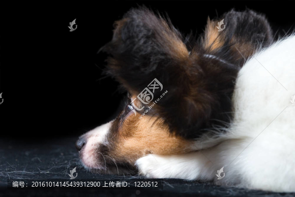 年輕的蝴蝶