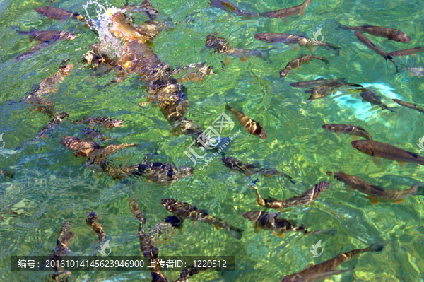 普利特維切魚(yú)