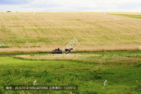 夏季景觀。俄羅斯.