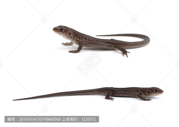 llizards