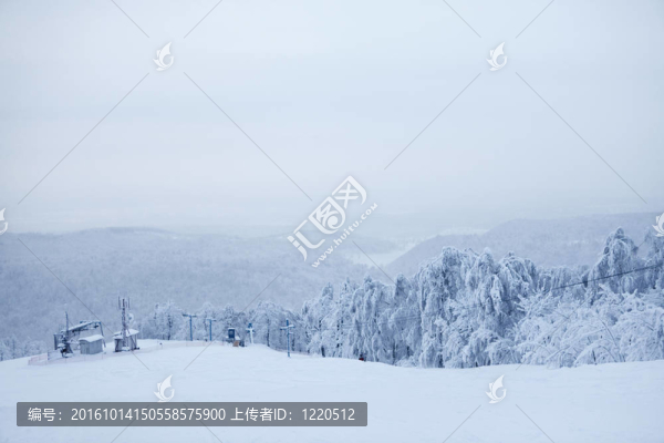 冰雪覆蓋的冬天的樹。