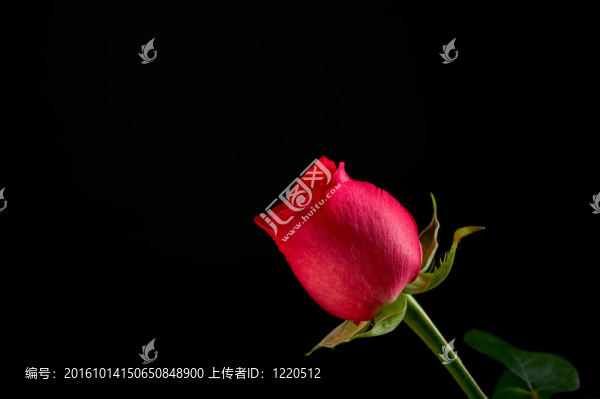黑色背景上的單紅玫瑰