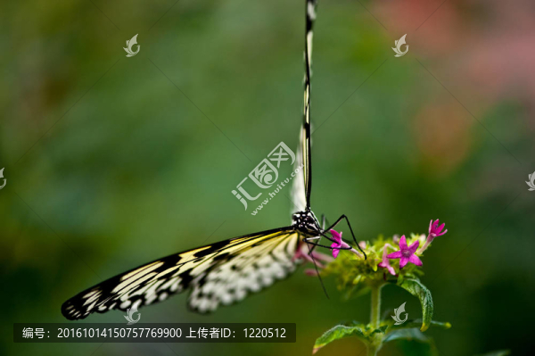 蝴蝶
