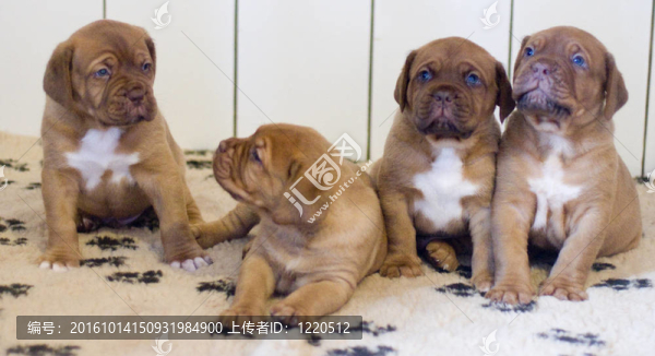 波爾多獒犬藏獒幼犬