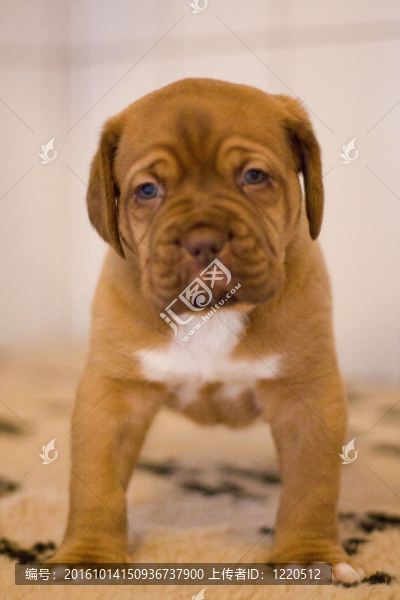 波爾多獒犬藏獒幼犬