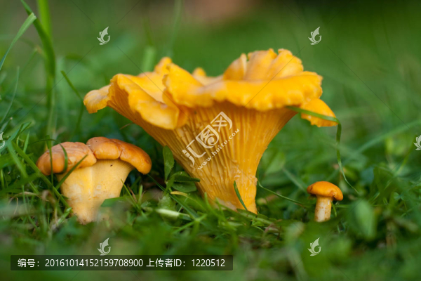 草地上的雞油菌。