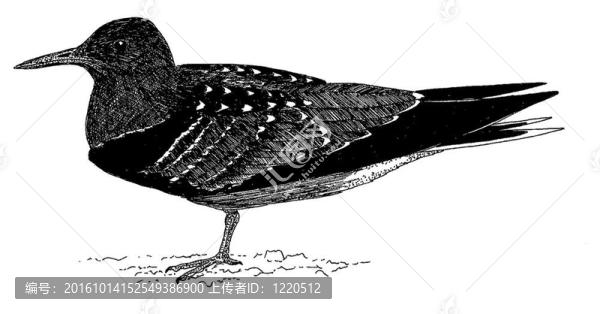 烏燕鷗