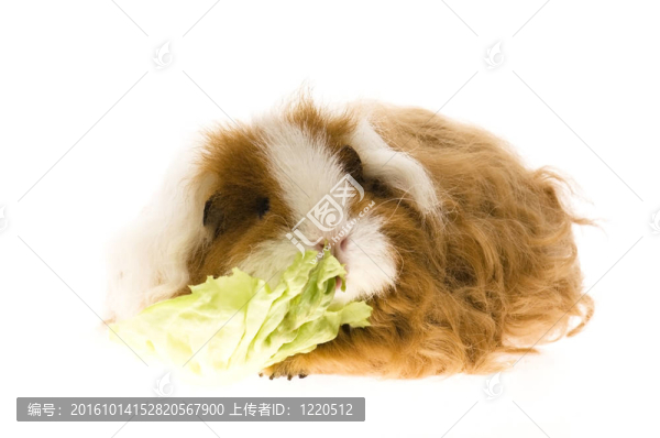 白質(zhì)豚鼠
