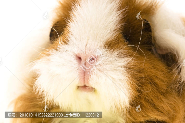白質(zhì)豚鼠