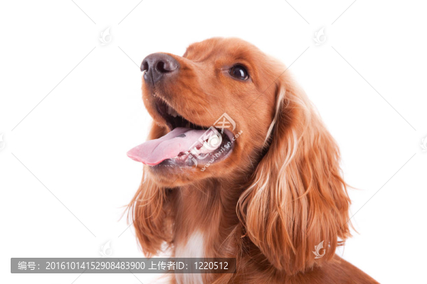 寶貝可卡犬
