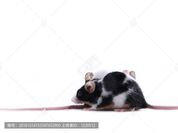 老鼠賽跑