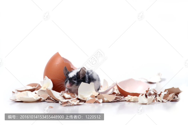 在破碎的蛋殼鼠標
